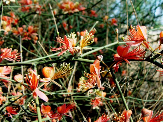 Capparis decidua